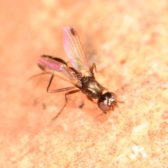 Sepsis secunda