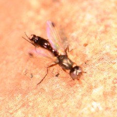 Sepsis secunda