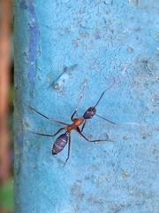 Camponotus lespesii