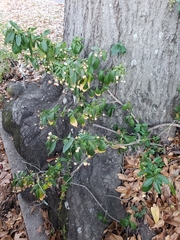 Euonymus fortunei
