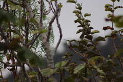 Elliotomyia chionogaster