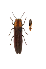 Agrilus fulgens