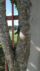 Anolis cristatellus cristatellus