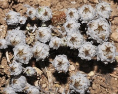 Filago micropodioides