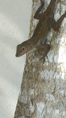 Anolis cristatellus cristatellus
