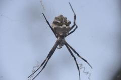 Argiope argentata
