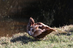 Cairina moschata domestica