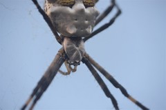Argiope argentata