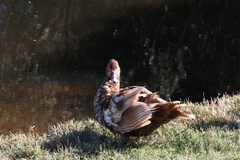 Cairina moschata domestica