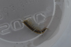 Gammarus pseudolimnaeus