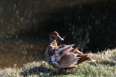 Cairina moschata domestica