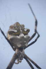 Argiope argentata