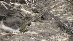 Sceloporus zosteromus