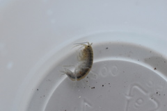 Gammarus pseudolimnaeus