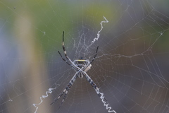 Argiope argentata
