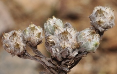 Filago micropodioides