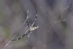 Argiope argentata