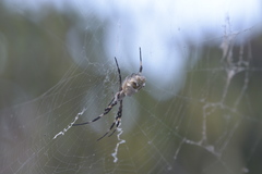 Argiope argentata