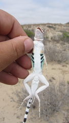 Callisaurus draconoides crinitus