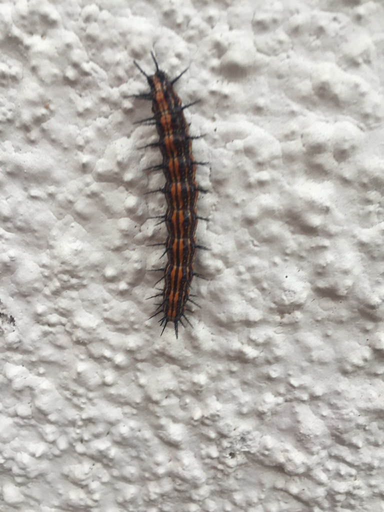 Frylesillo Insect Gulf Fritillary from Falucho, Tres Arroyos, Buenos Aires, AR on ...