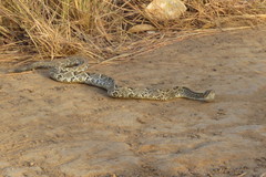 Crotalus durissus trigonicus