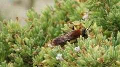 Sphex latreillei