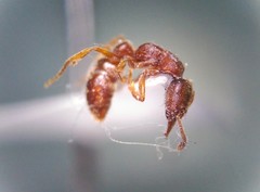 Stigmatomma pallipes