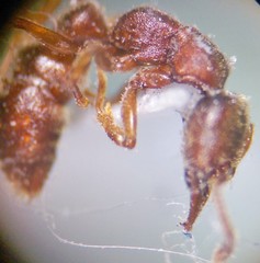 Stigmatomma pallipes