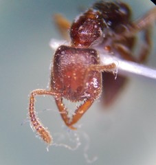 Stigmatomma pallipes