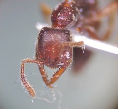 Stigmatomma pallipes