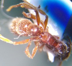 Stigmatomma pallipes