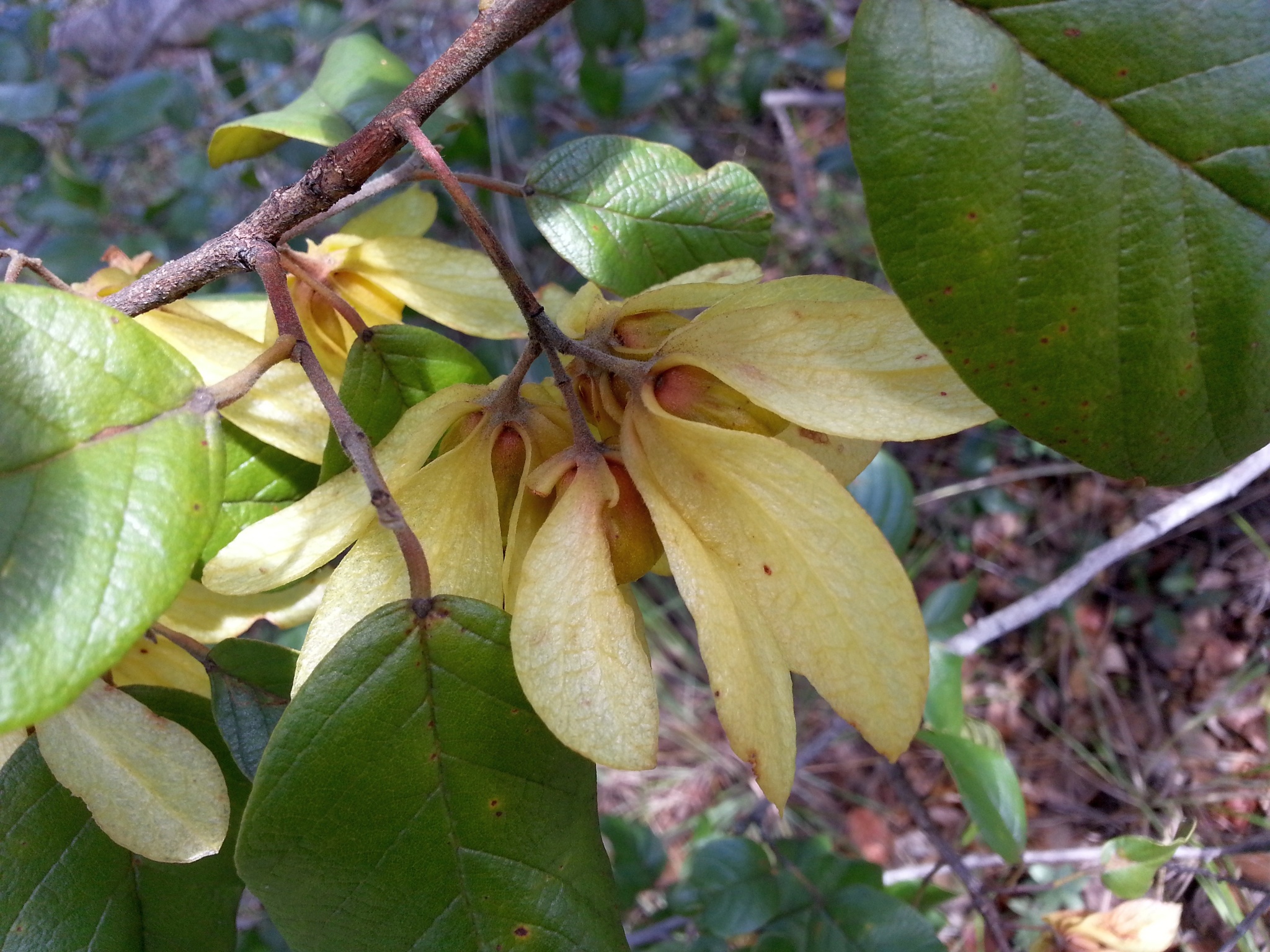 Monotes madagascariensis