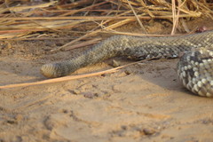 Crotalus durissus trigonicus