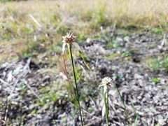 Rhynchospora colorata image