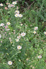 Felicia erigeroides