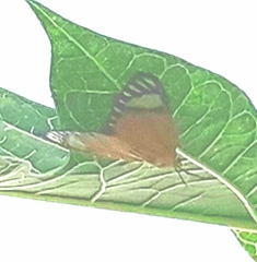 Calodesma maculifrons