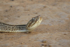 Crotalus durissus trigonicus