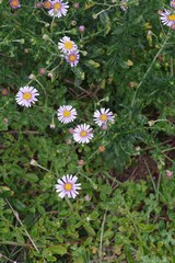 Felicia erigeroides