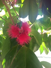 Syzygium malaccense