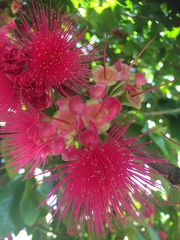 Syzygium malaccense