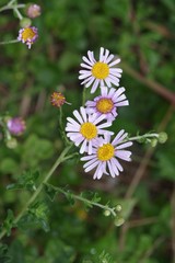Felicia erigeroides