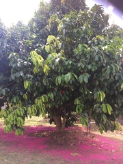 Syzygium malaccense