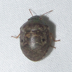 Diolcus chrysorrhoeus