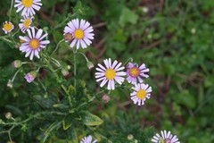 Felicia erigeroides