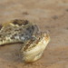 Rupununi Rattlesnake - Photo (c) David Thomas, some rights reserved (CC BY-NC), uploaded by David Thomas