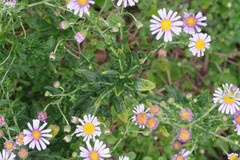Felicia erigeroides