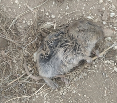 Ctenomys
