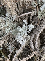 Artemisia pycnocephala