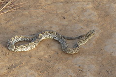 Crotalus durissus trigonicus