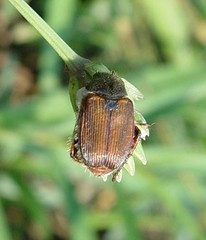 Strigoderma arbicola